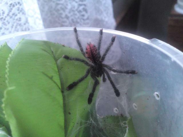 Avicularia sp Peru purple
