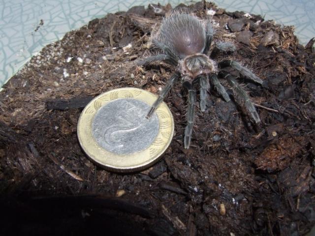 B.albopilosum