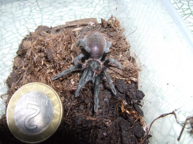 B.vagans