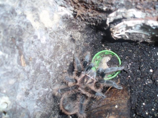 B. albopilosum