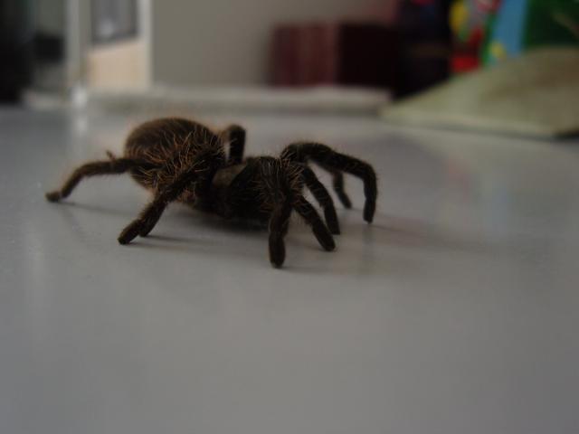 Brachypelma albopilosum
