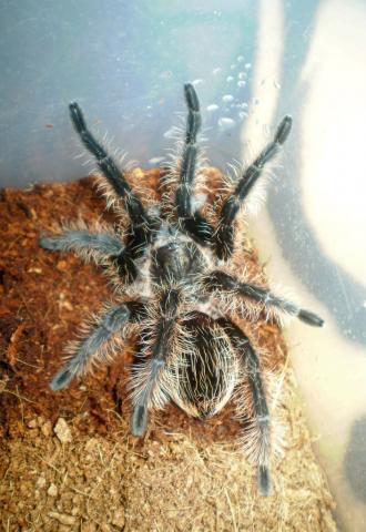 B. albopilosum