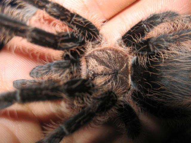 B. albopilosum
