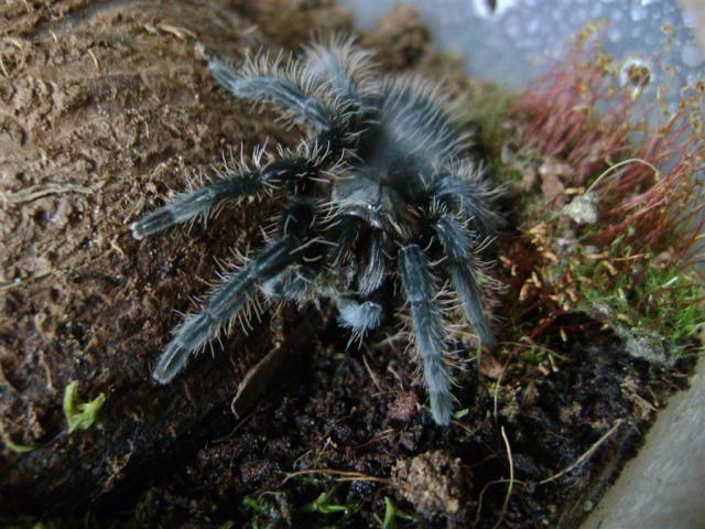 Albopilsoumas