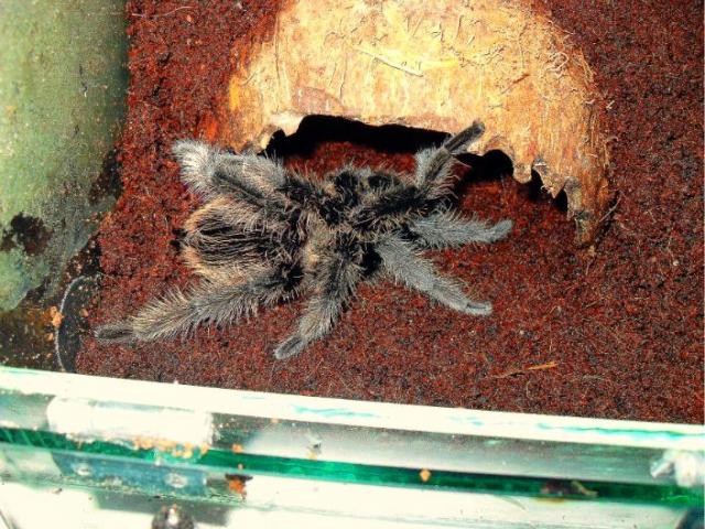 B. albopilosum'as 