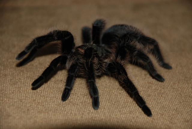 Brachypelma albopilosum