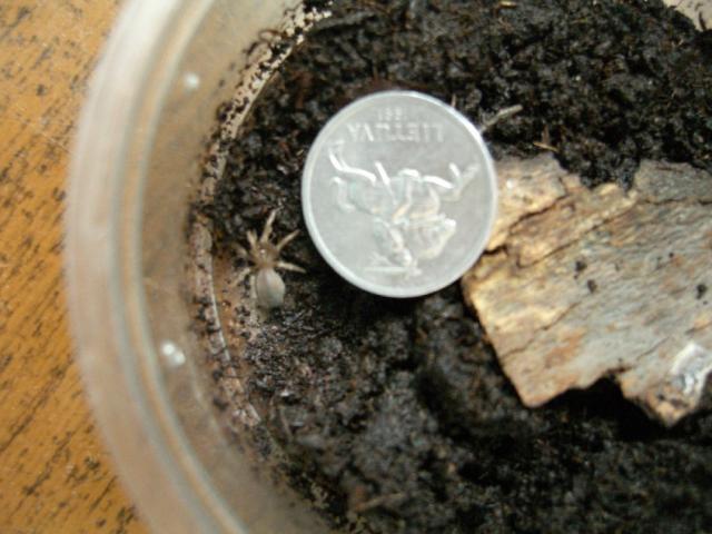 A.bicoloratum