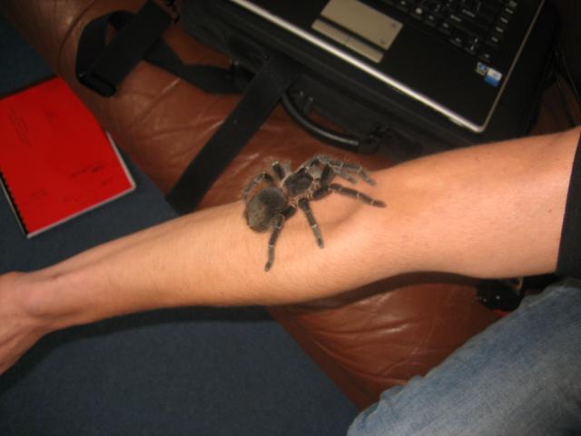 lasiodora parahybana