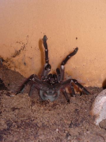 Theraphosa blondi