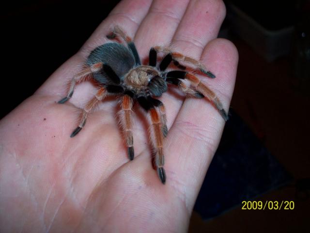 Brachypelma Boehmei