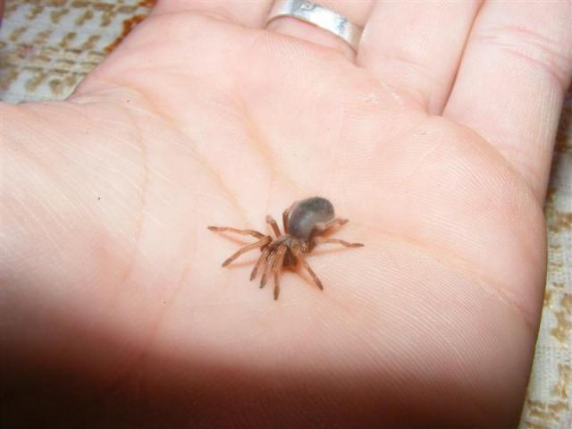 Brachypelma boehmei