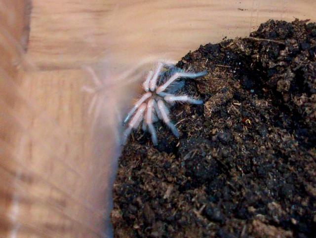 B. boehmei