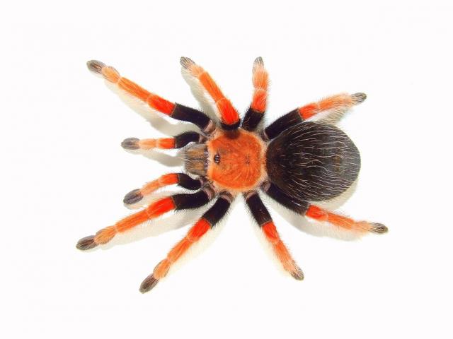 Br. boehmei