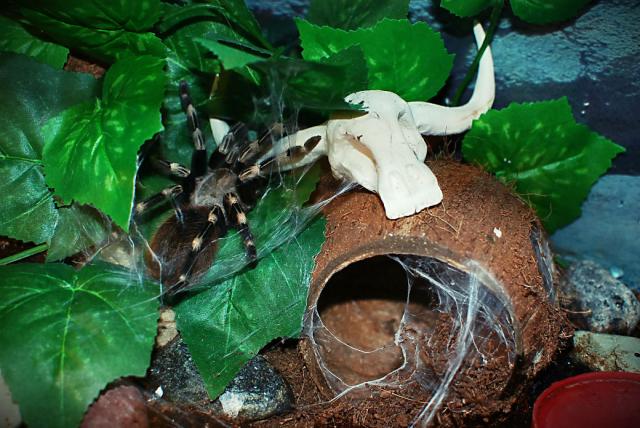Nhandu chromatus