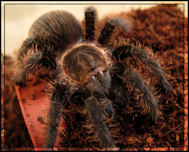 Brachypelma albopilosum