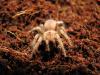 Spausk peržiūrai bsmithi_t1.jpg