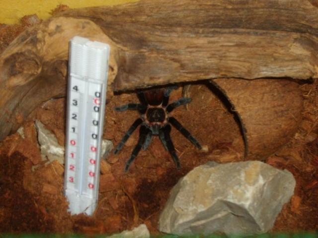 B. vagans