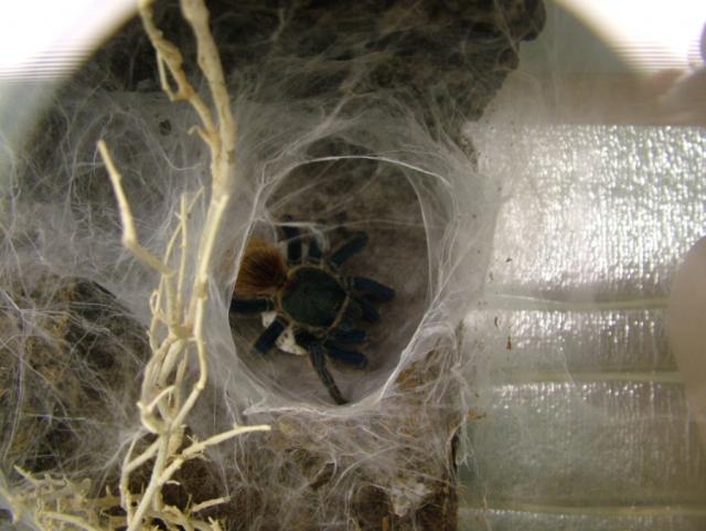 chromatopelma cyaneopubescens