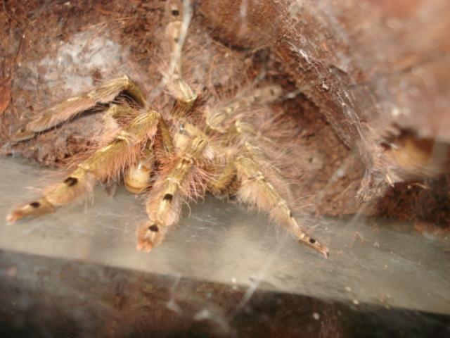 S. calceatum