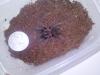 cam00067_t1.jpg