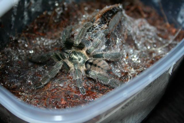 L. cambridgei