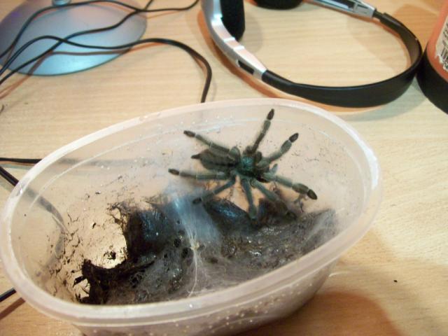 P. cambridgei