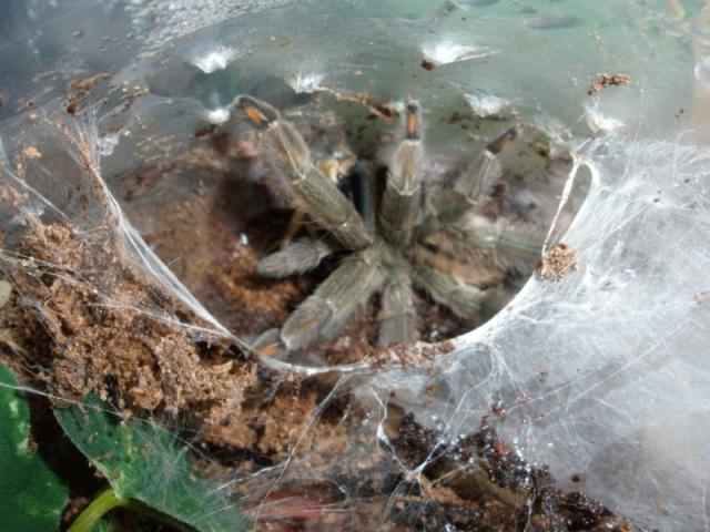 Psalmopoeus cambridgei