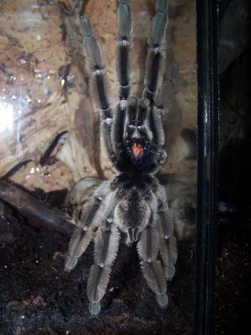 Psalmopoeus cambridgei 