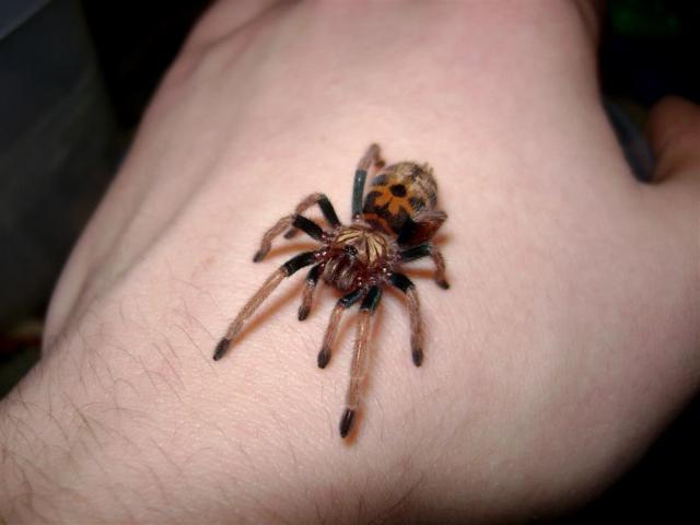 Chromatopelma cyaneopubescens