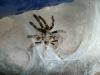 ceratogyrus1_t1.jpg