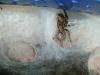 ceratogyrus2_t1.jpg