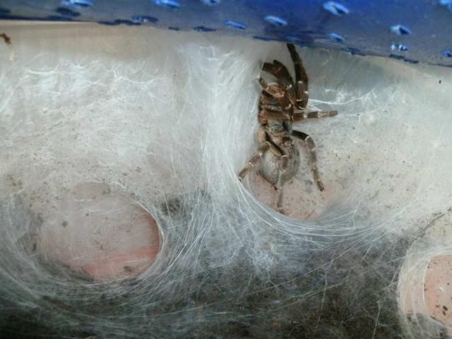 Ceratogyrus bechuanicus