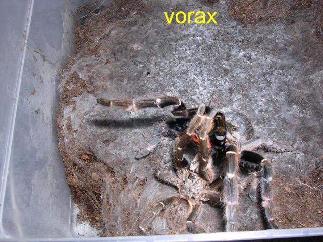 Ceratogyrus darlingi