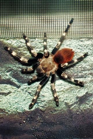 Nhandu chromatus