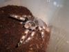 chromatus_t1.jpg
