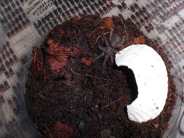 B. vagans