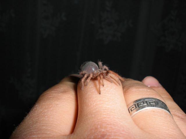B. boehmei