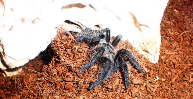 Brachypelma albopilosum