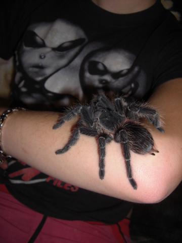 L. parahybana