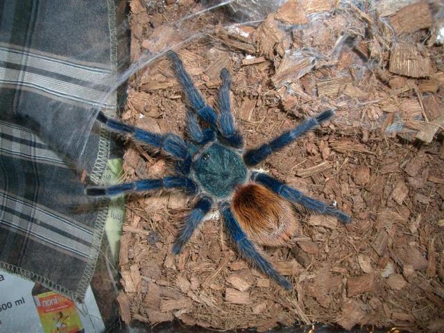 Chromatopelma cyaneopubescens