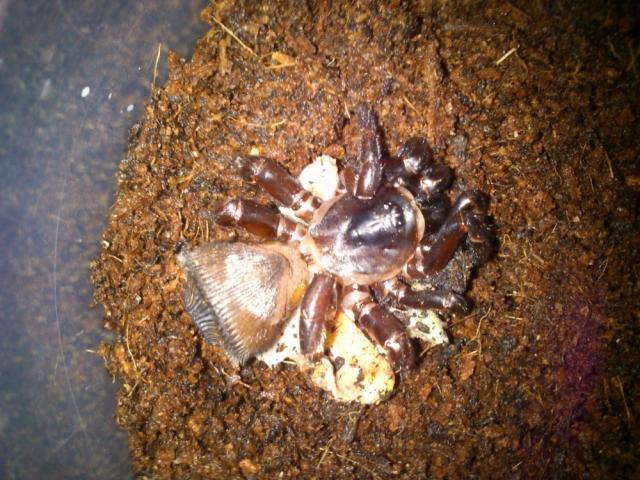Cyclocosmia latusicosta