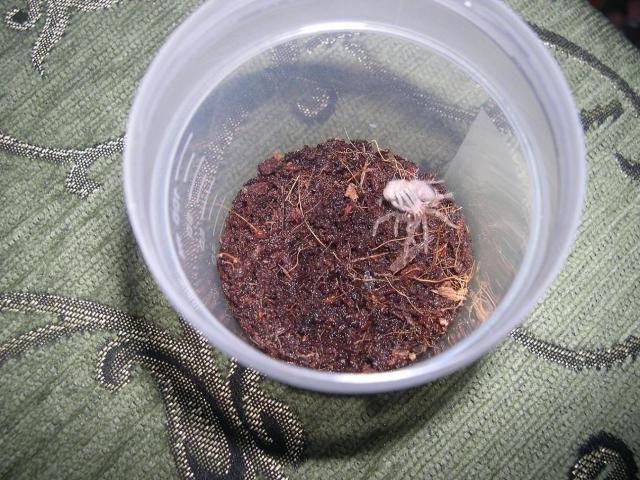 Smithi išsinerimas