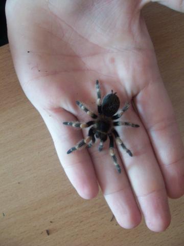 B. smithi
