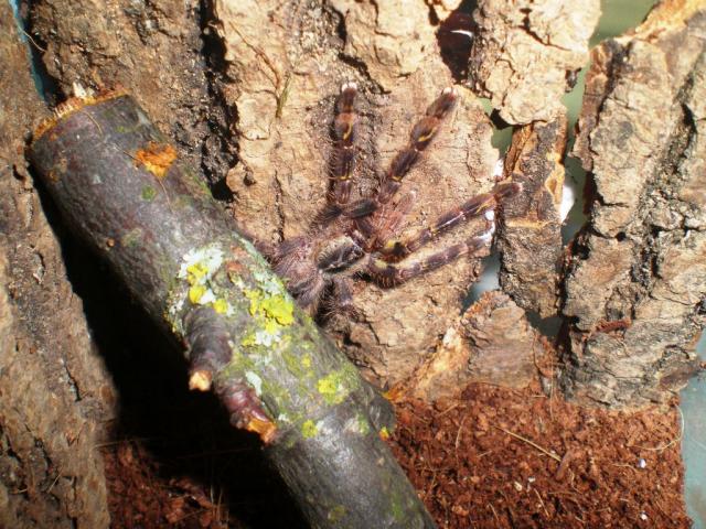 P. ornata