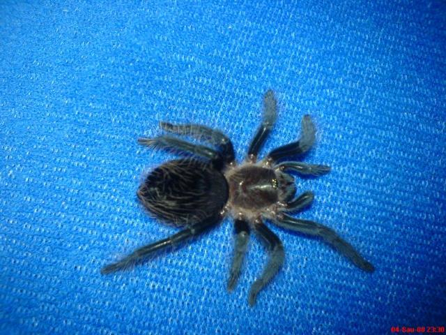B. albopilosum