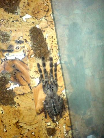 P.Pederseni