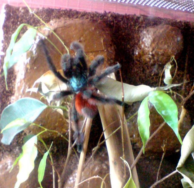 A.versicolor