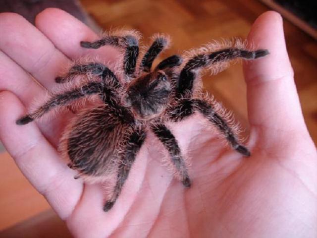 Brachypelma albopilosum