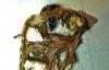 dsc04790_t1.jpg
