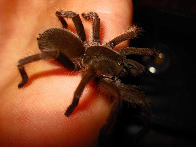 Slenocosmia javanensis